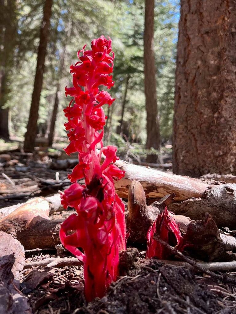 Snow-Plant-Image