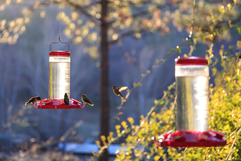 two hummingbird feeders with yellow leaves in background and hummingbirds flying around