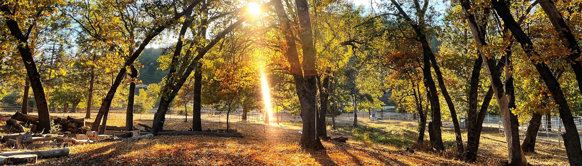 A scenic autumnal landscape with a path leading through a forest. The sun shines through the trees, casting a golden glow on the fallen leaves.