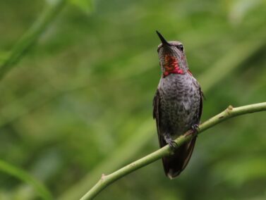 Ruby Throat Hummingbird